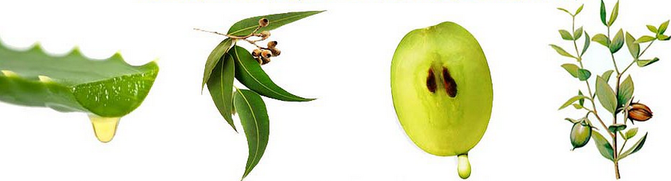 Aloe vera, eucalyptus, grapeseed, and jojoba plants